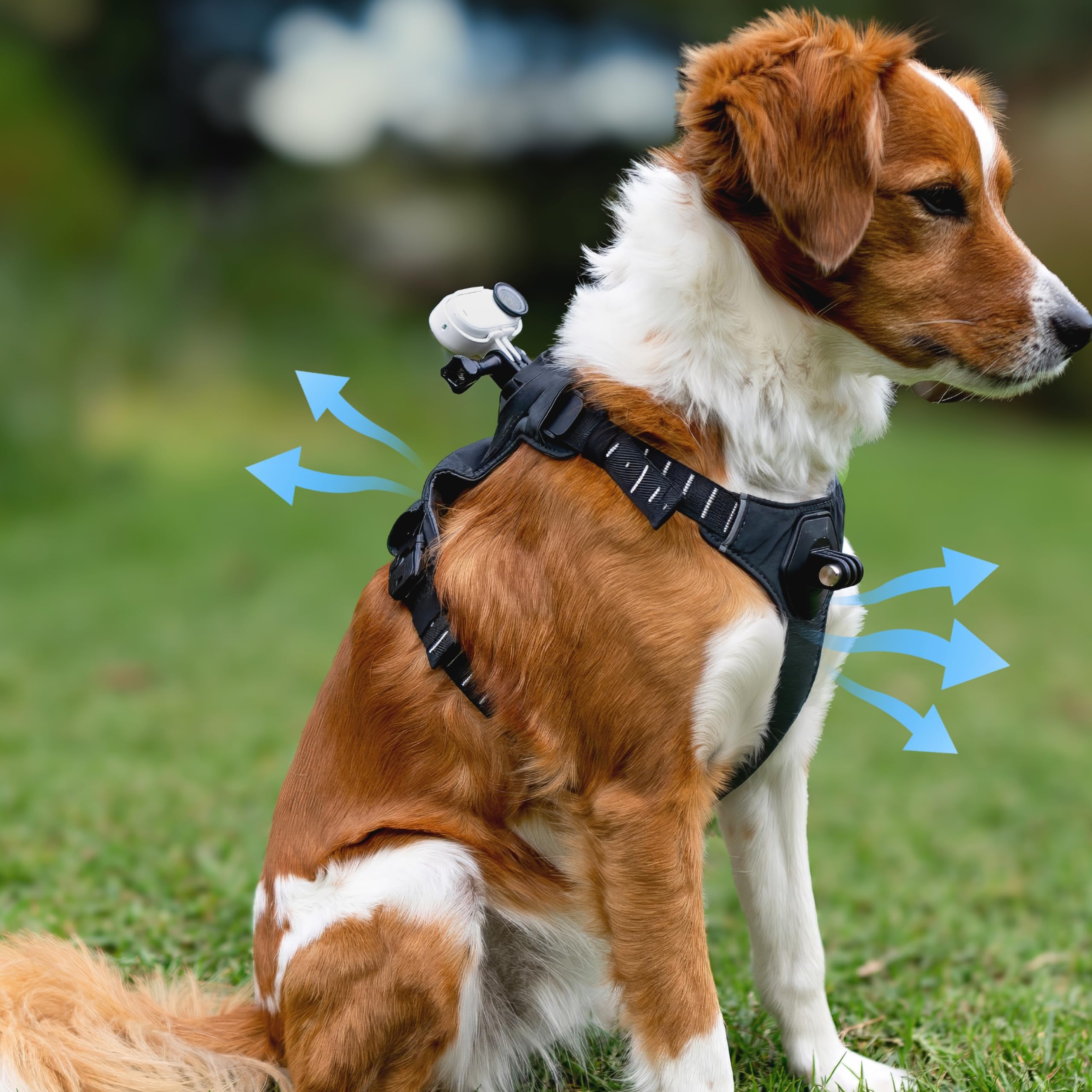 insta360-go-3-go-3s-harnais-pour-animal-domestique-taille-m image 7
