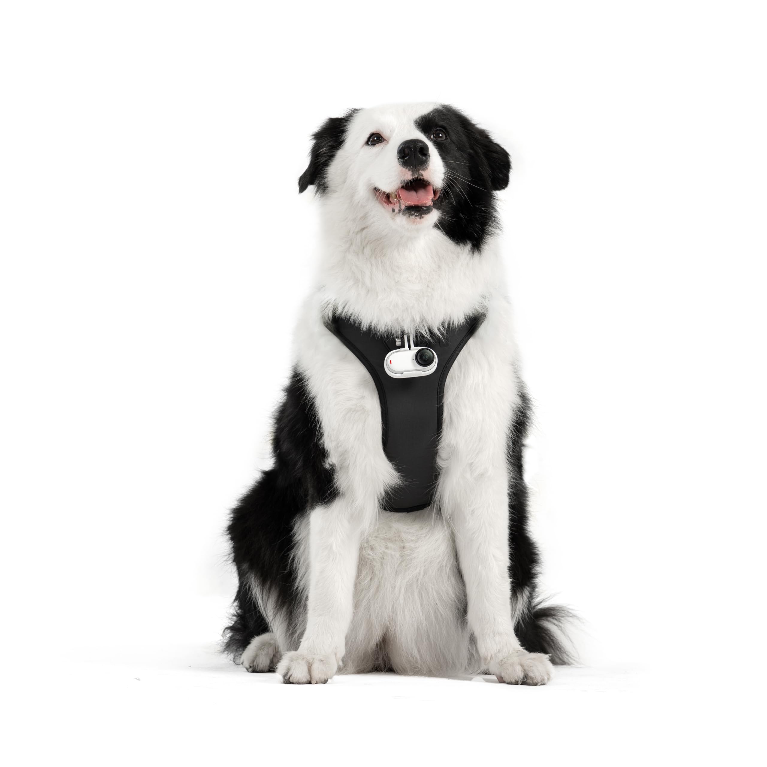 insta360-pet-harness-mount-taille-l-harnais-animal image 4