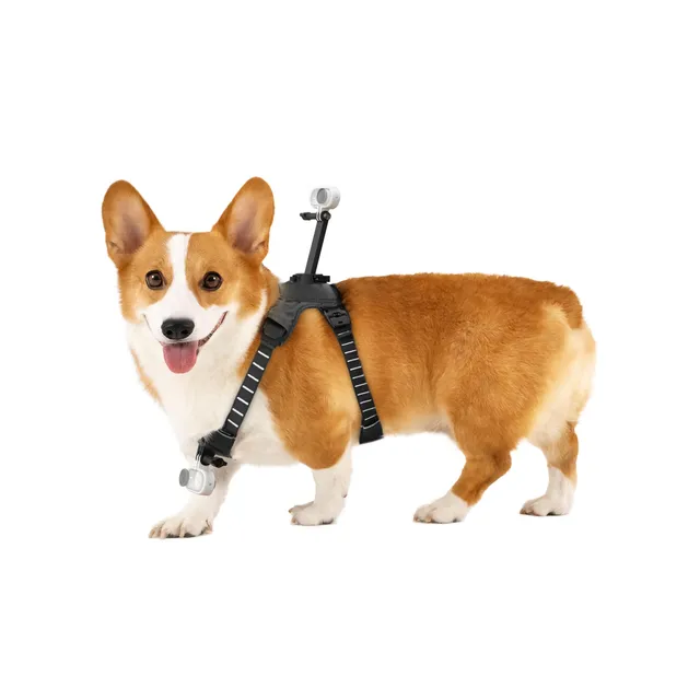 insta360-go-3-go-3s-harnais-pour-animal-domestique-taille-m image 1