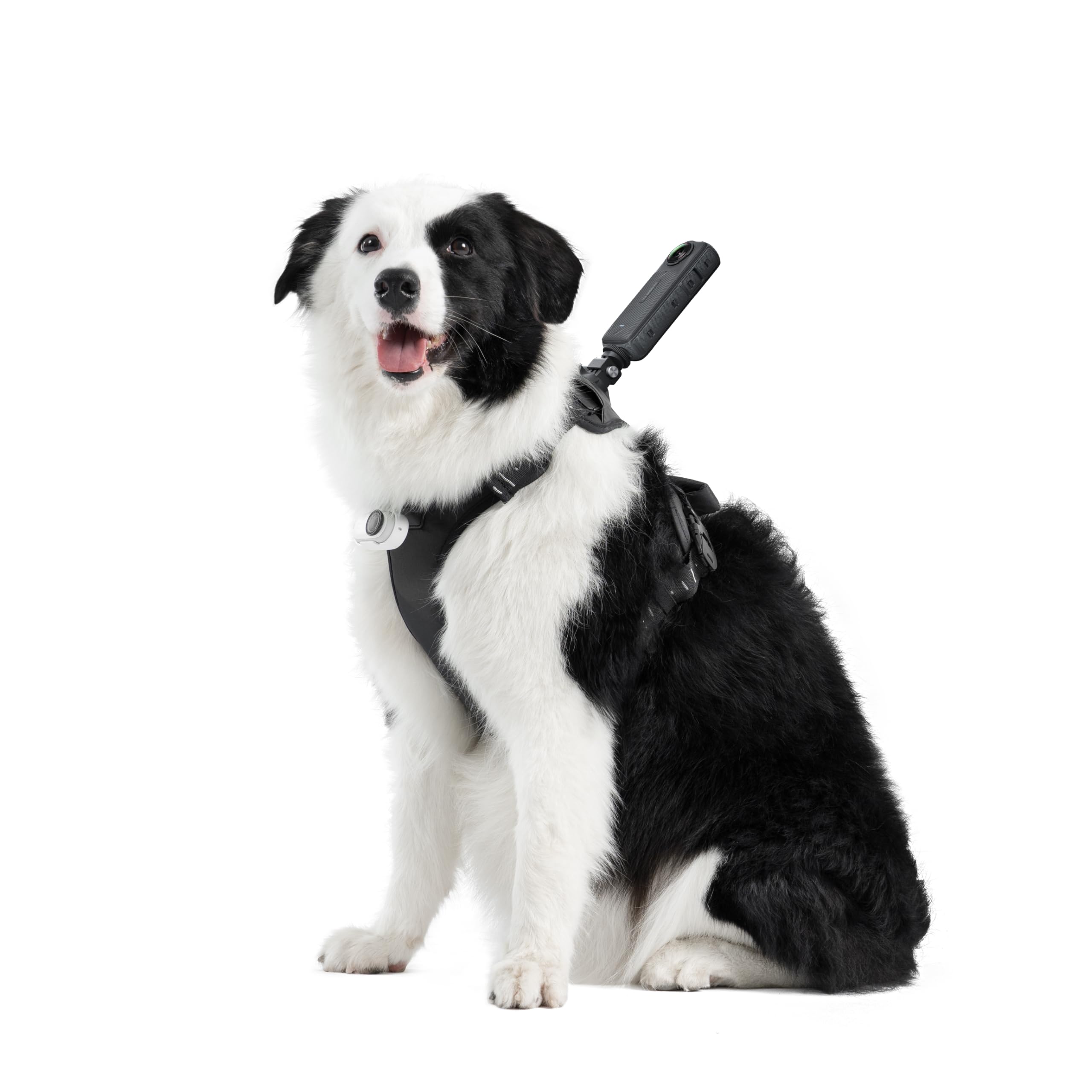 insta360-pet-harness-mount-taille-l-harnais-animal image 1